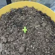 Cherry cola auto