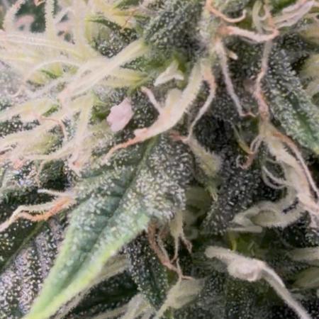 Cherry cola auto