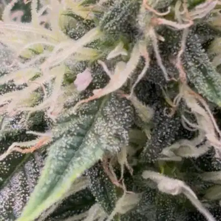 Cherry cola auto