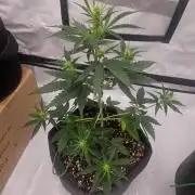 First grow