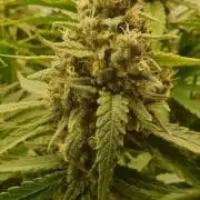 Northern Lights #5 x Haze FirstGrow