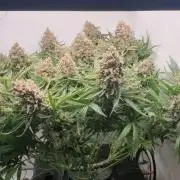 Sensi Seeds Northern Lights #5 x Haze