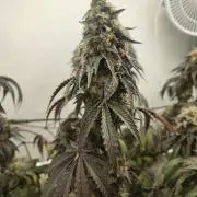 Caramel Pineapple Sensi Seeds
