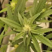 White Widow- White Label (Sensi Seeds)