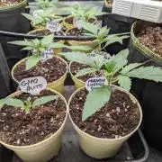 Fast Bud42 Naturalnie