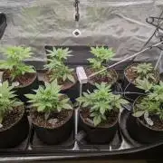 Fast Bud42 Naturalnie