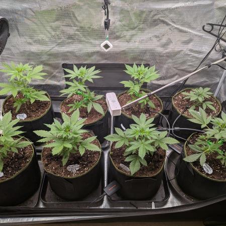 Fast Bud42 Naturalnie