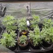 Fast Bud42 Naturalnie