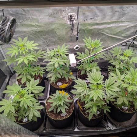 Fast Bud42 Naturalnie