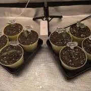 Fast Bud42 Naturalnie