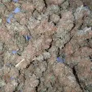 Living Soil Soma's Sacred Soil
