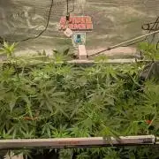 Fast Bud42 Naturalnie