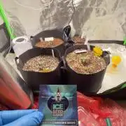 AUTO KUSH XL
