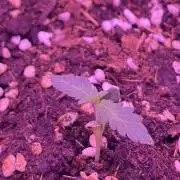 Sour Diesel Flower