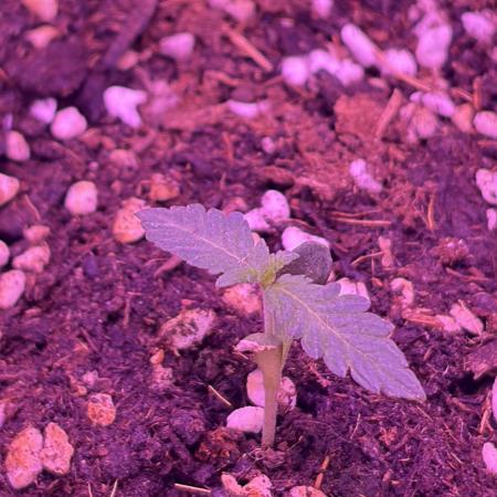 Sour Diesel Flower