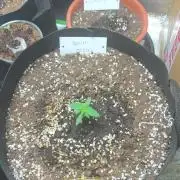 Sour Diesel Flower