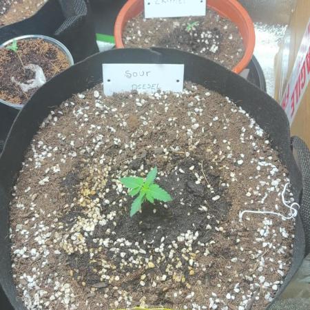 Sour Diesel Flower
