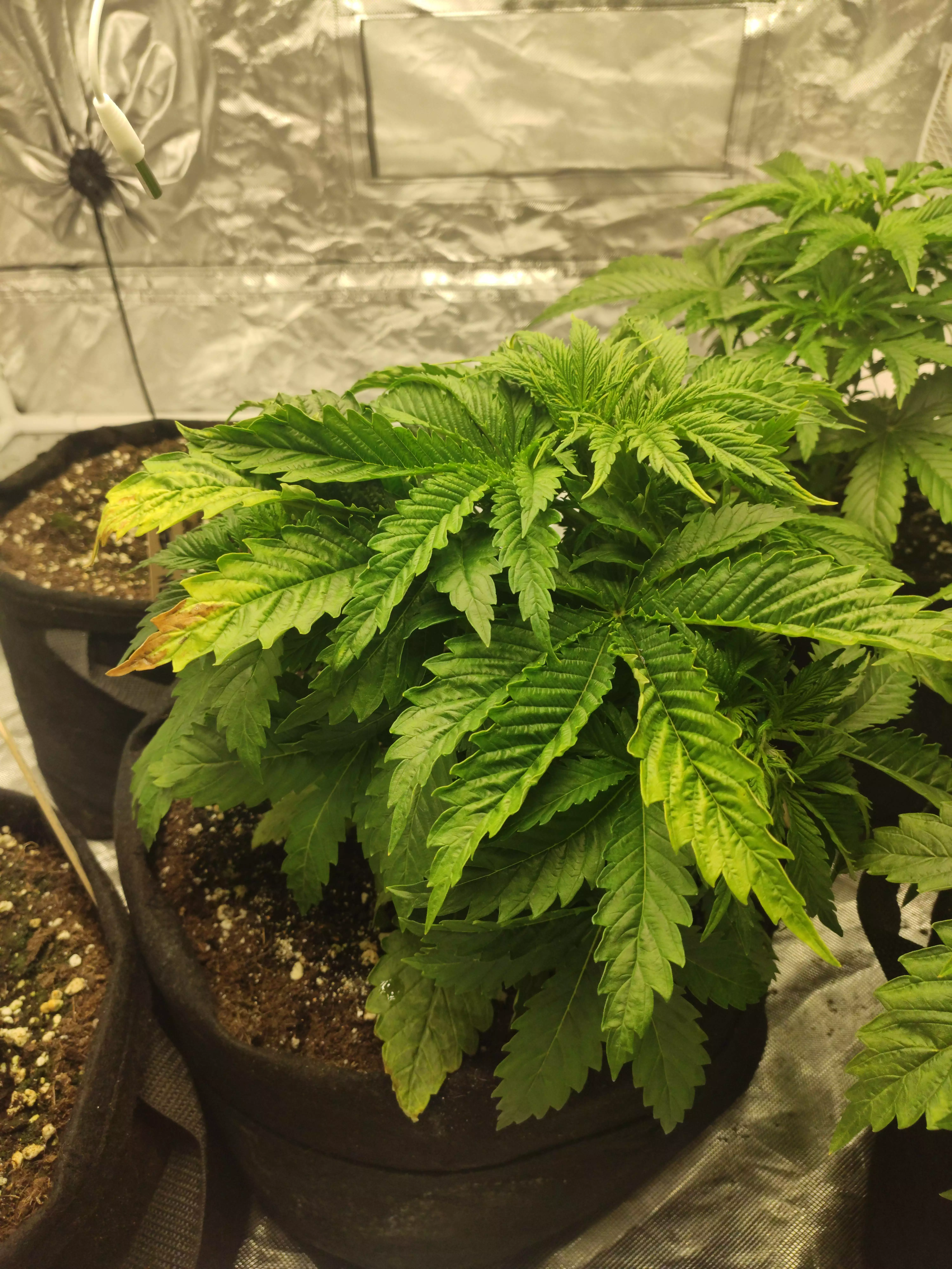 Blackberry Auto (FB420) - March 2020 grow journal by