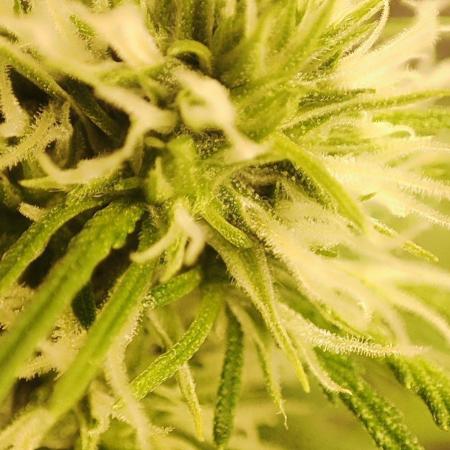 First Indoor Grow