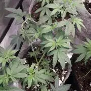 First Indoor Grow