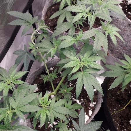 First Indoor Grow