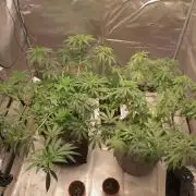 First Indoor Grow