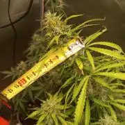 First Indoor Grow