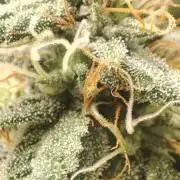 First Indoor Grow
