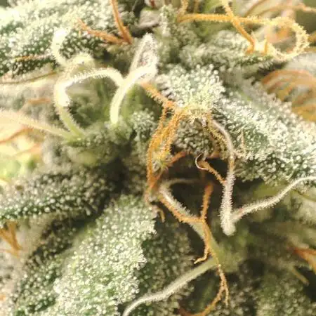 First Indoor Grow