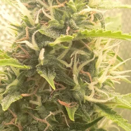 First Indoor Grow