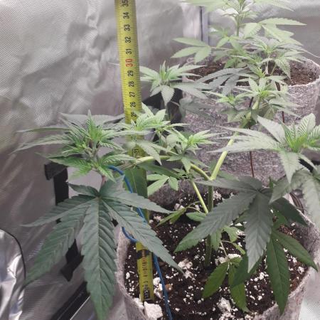 First Indoor Grow