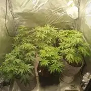 First Indoor Grow