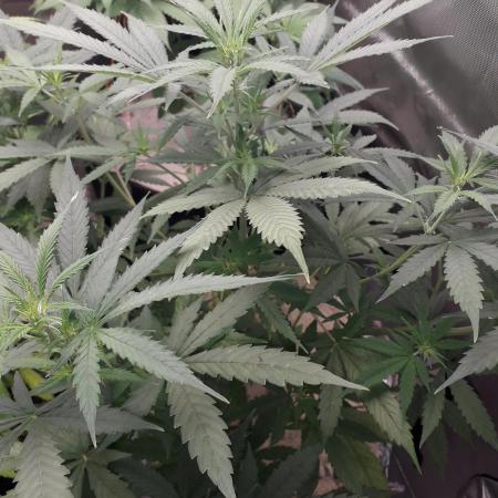 First Indoor Grow
