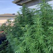 Big Durban - Germany
