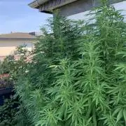 Big Durban - Germany