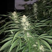 Big Durban - Germany