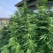Big Durban - Germany
