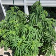 Big Durban - Germany