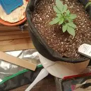weddingcake