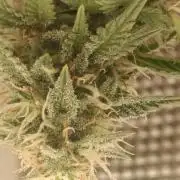 weddingcake