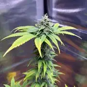 Auto with very rough start