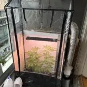 Auto with very rough start