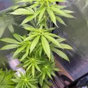 Auto with very rough start