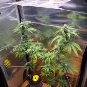 Auto with very rough start