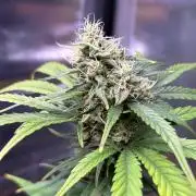 Auto with very rough start