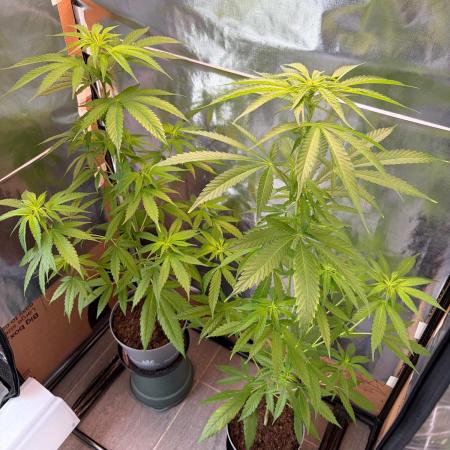Auto with very rough start