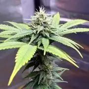 Auto with very rough start