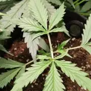 Gelato Auto 1st try