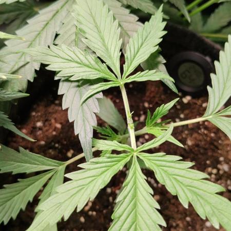 Gelato Auto 1st try