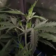 Gelato Auto 1st try
